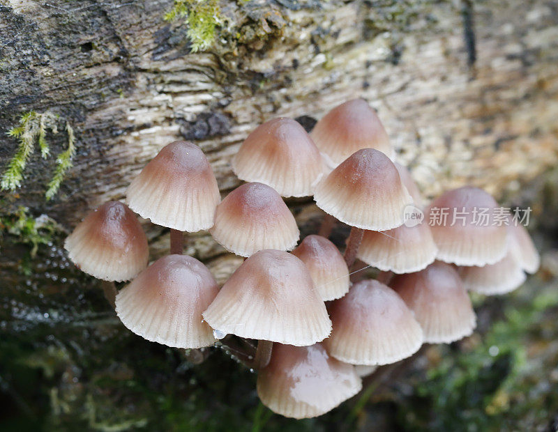 流血仙女头盔蘑菇(Mycena haematopus)